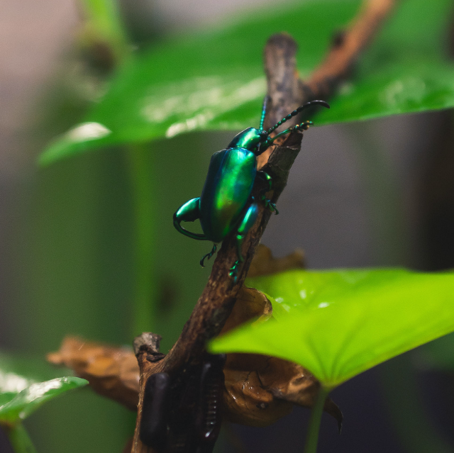 An iridescent beetle shimmers with blue and green and climbs a brown stick in front of green foliage. 