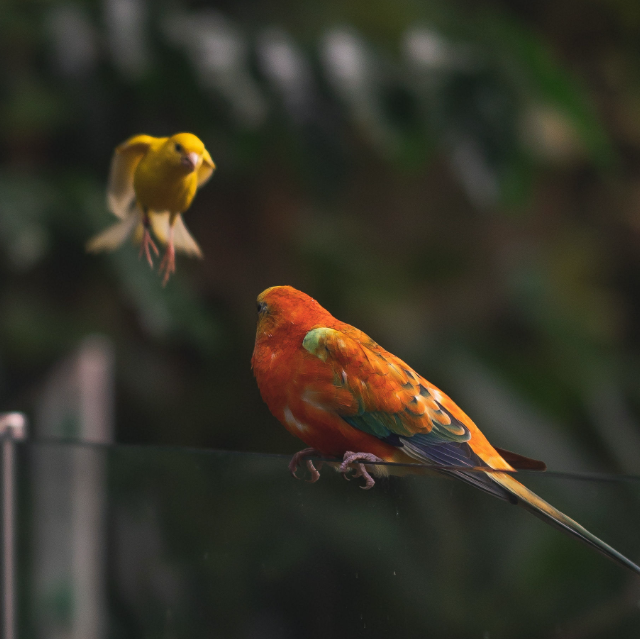 two small songbirds are capture in motion. One orange bird sits on a glass railing and the other yellow bird is mid-flight.