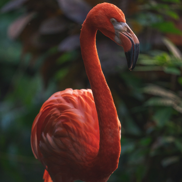 A close-up of a pink flamingo, one of the animals at the Victoria Butterfly Gardens
