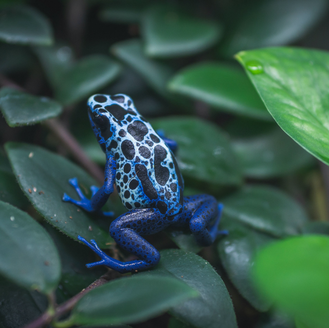 A close-up of a blue poison dart frog at the Victoria Butterfly Gardens