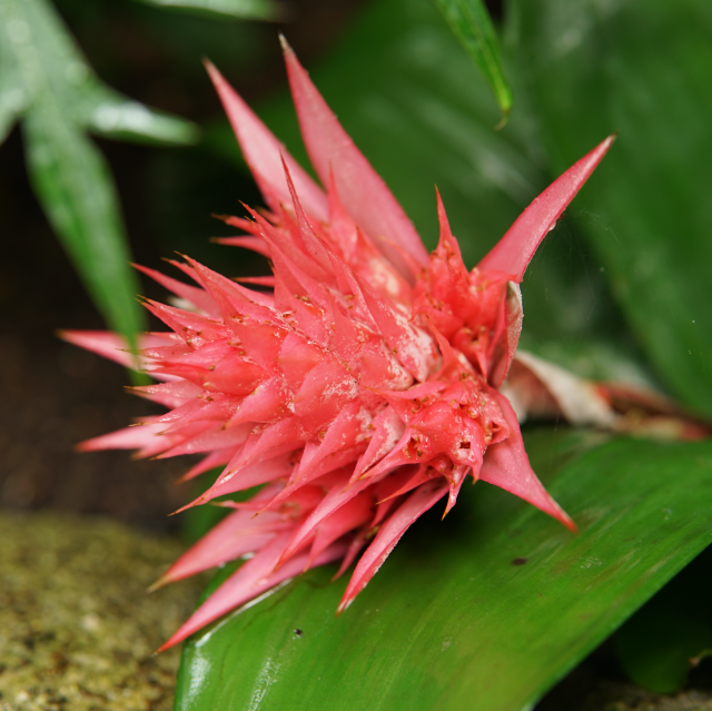 A vibrant pink flower with triangular petals resting on a green leaf.
