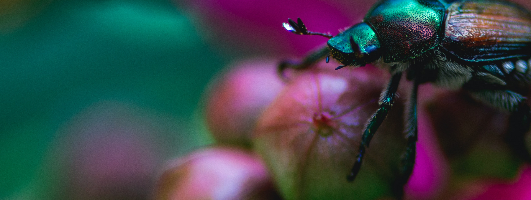 Close-up image of an iridescent beetle sitting on a small pink and purple flower. 