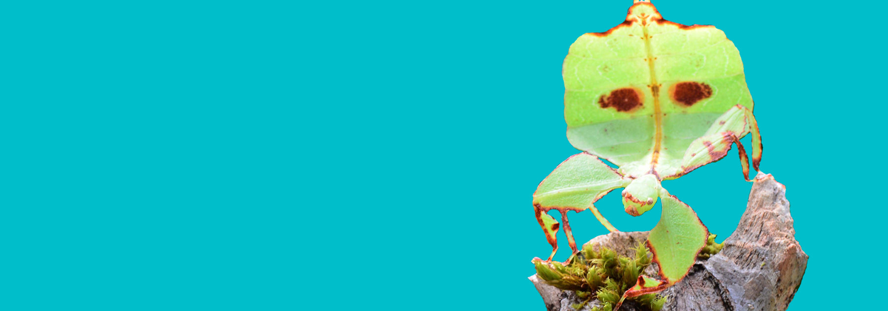 Large image of a leaf insect perched on a log or stump in front of a bright blue background