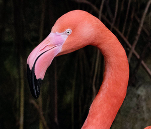 Close-up of a pink Flamingo named "Mango."