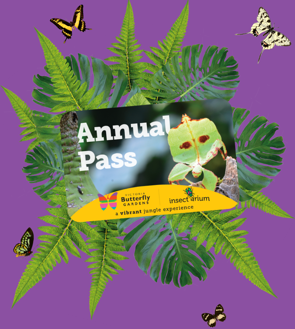Graphic Image of an Annual Pass to the Victoria Butterfly Gardens in front of an illustration of tropical foliage and butterflies in front of a purple background. 