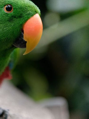 Close-up of a green parrot sitting on a branch and leaning towards the camera with curiosity