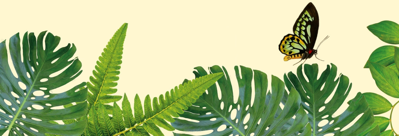 Mobile friendly image of an Illustrated jungle foliage with a butterfly perched on a leaf