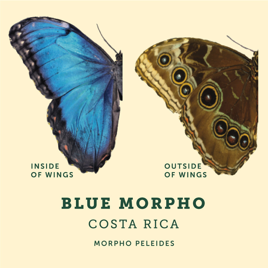 Male and Female example image of the Blue Morpho Butterfly at the Victoria Butterfly Gardens