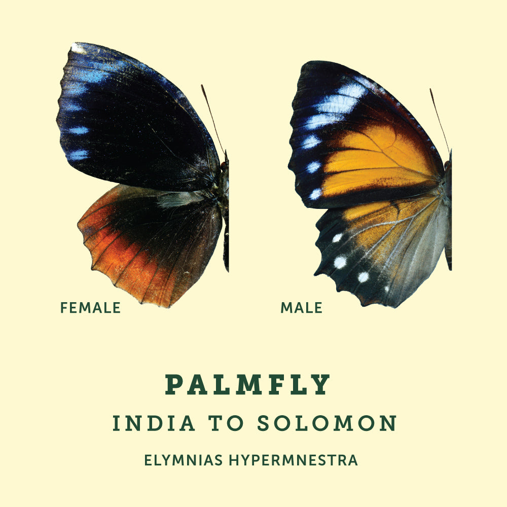 Male and Female example image of the Palmfly Butterfly at the Victoria Butterfly Gardens