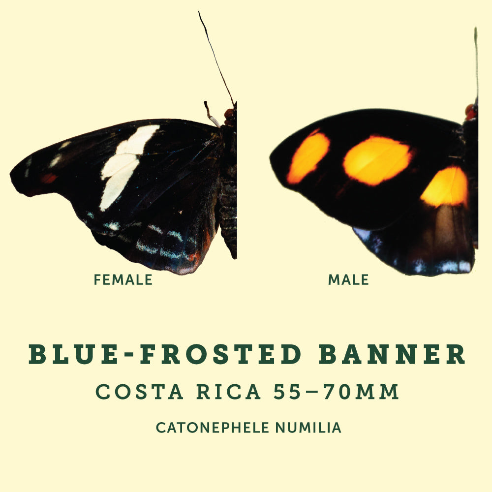 Male and Female example image of the Blue-Frosted Butterfly at the Victoria Butterfly Gardens