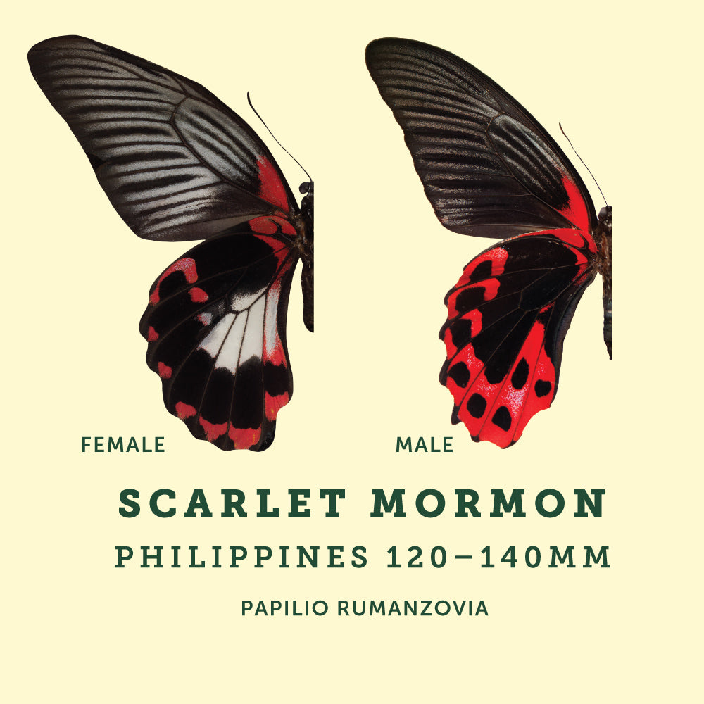 Male and Female example image of the Scarlet Mormon Butterfly at the Victoria Butterfly Gardens