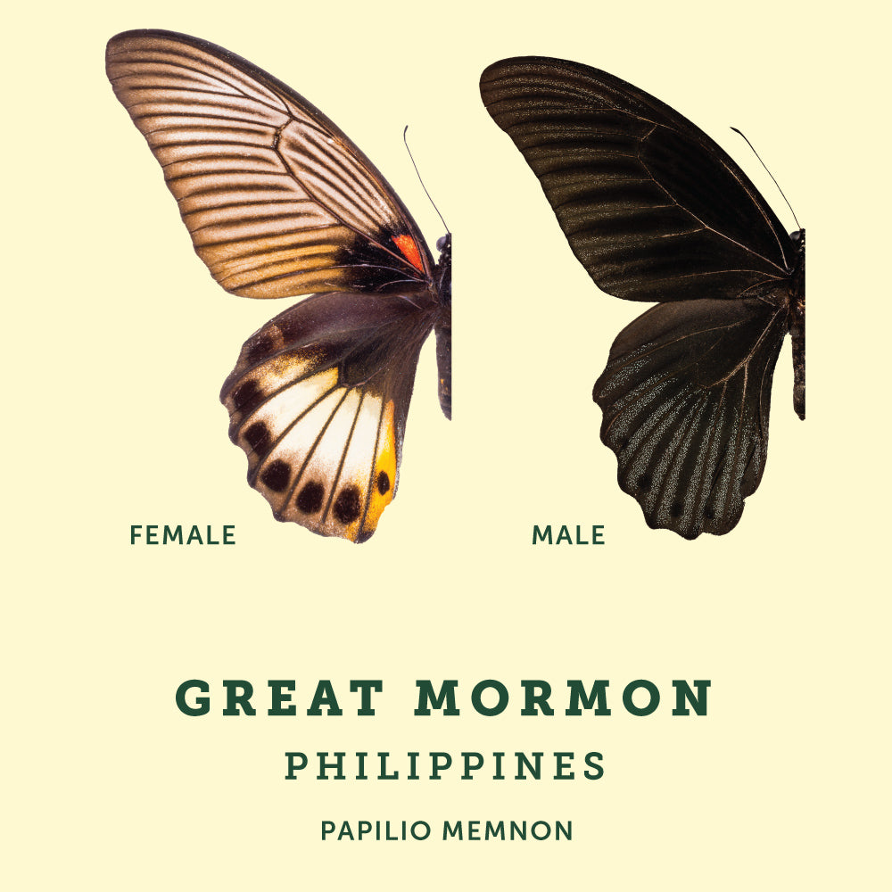 Male and Female example image of the Great Mormon Butterfly at the Victoria Butterfly Gardens