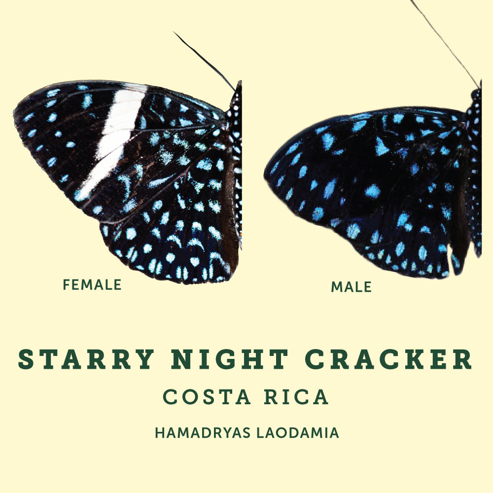 Male and Female example image of the Starry Night Cracker Butterfly at the Victoria Butterfly Gardens