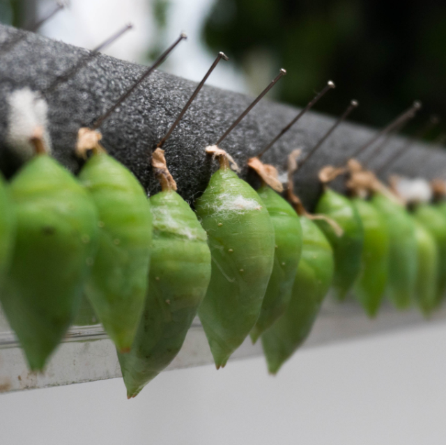 An image of several green cocoons or chrysalides which will shortly birth butterflies