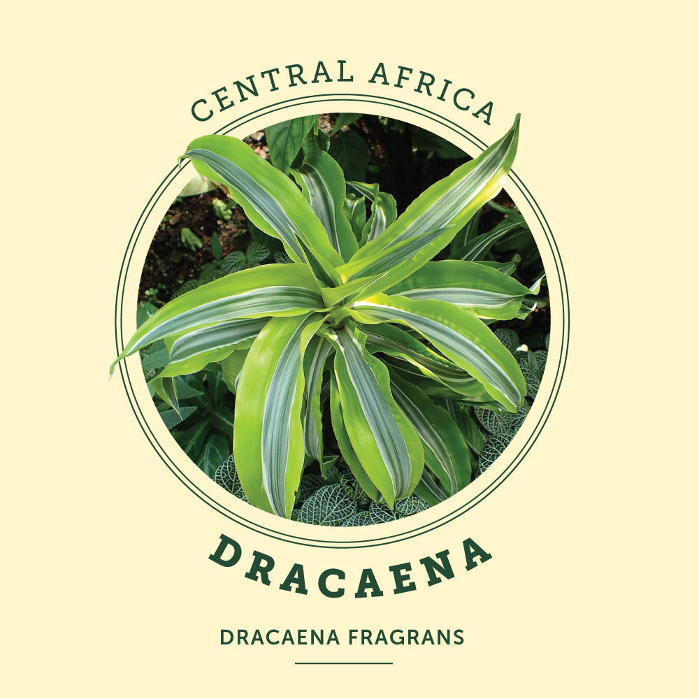 Dracaena at the Victoria Butterfly Gardens