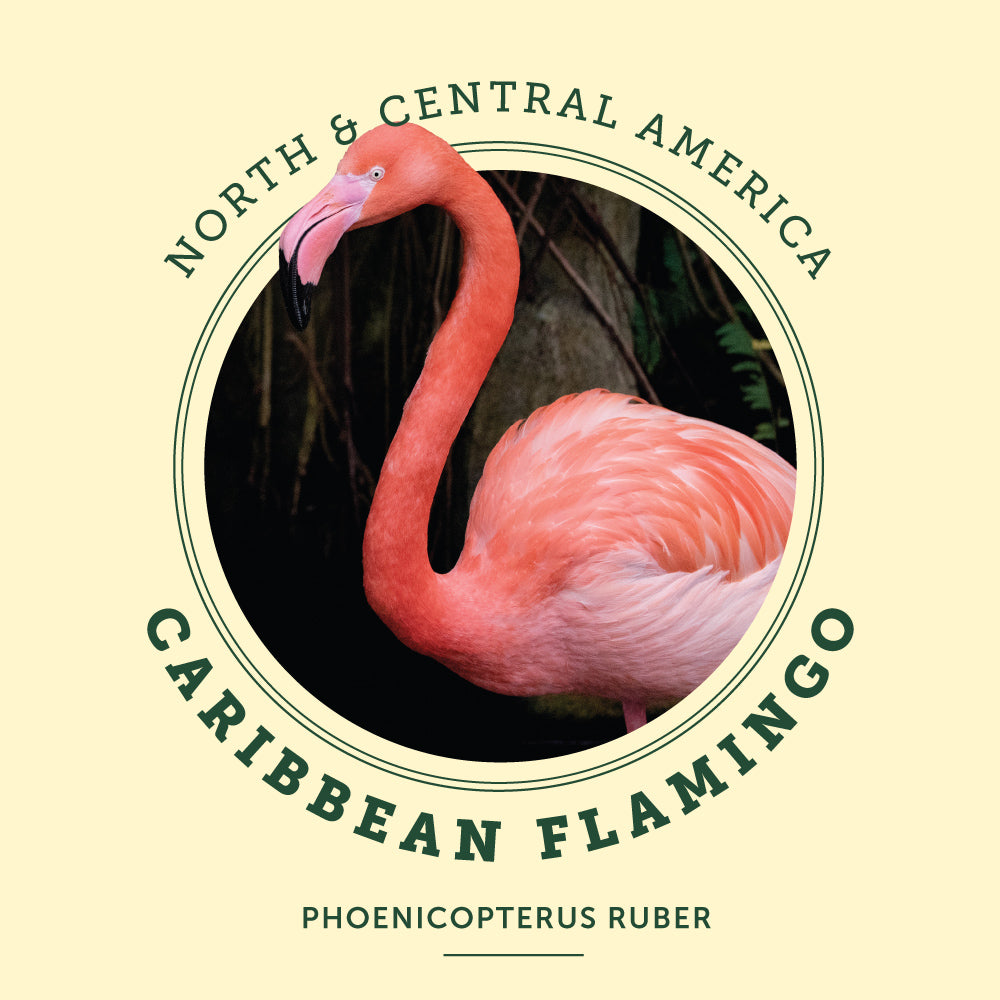 Caribbean flamingo at the Victoria Butterfly Gardens