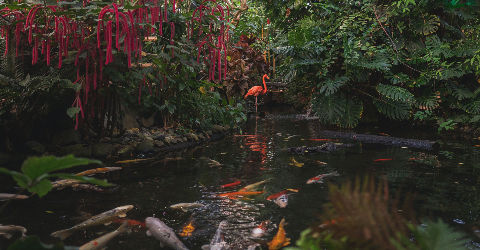 The Victoria Butterfly Gardens in Full Bloom with a Flamingo standing in a pond with Koi Fish swimming around