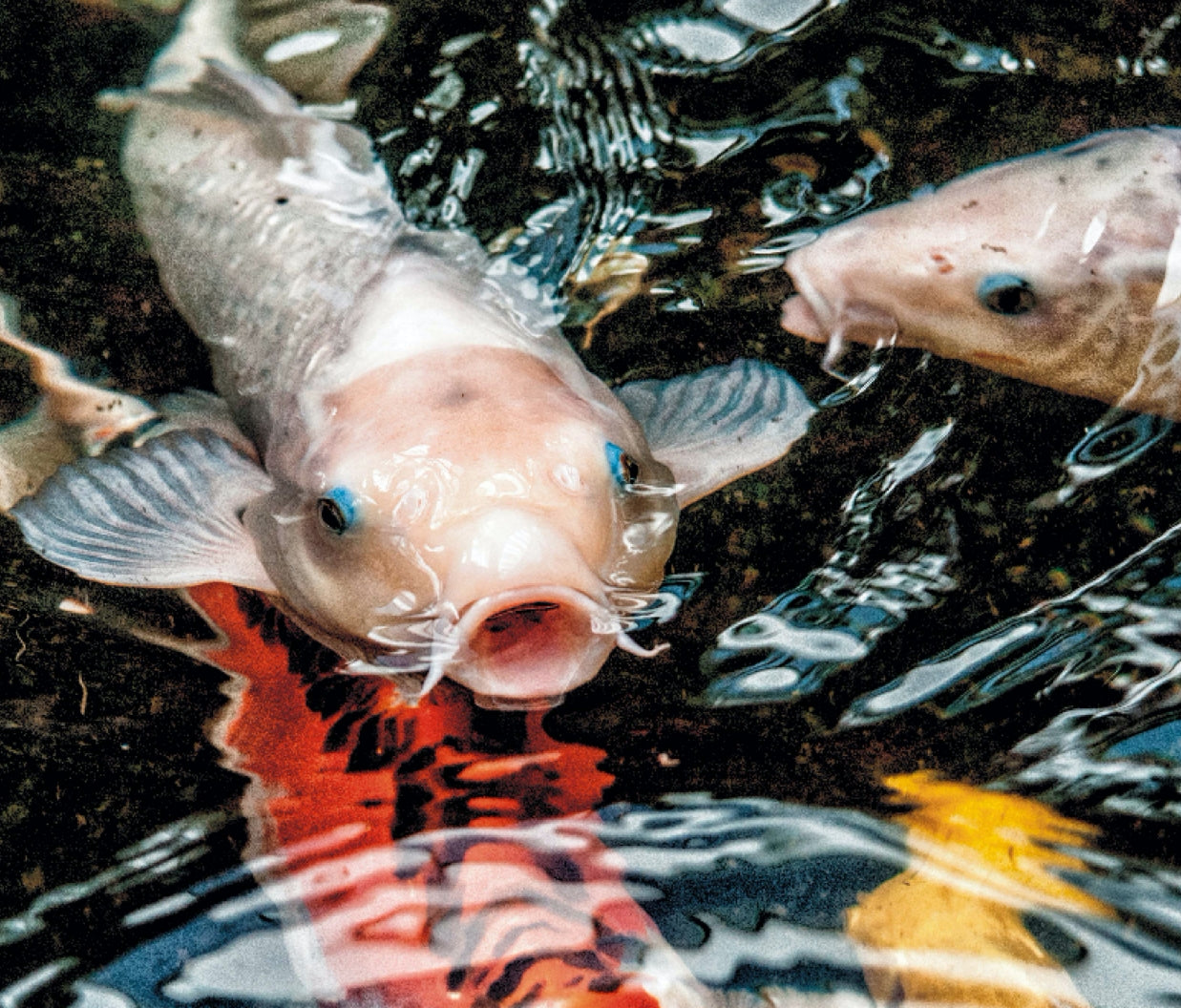 Koi Fish swimming at the surface of the pond at the Victoria Butterfly Gardens