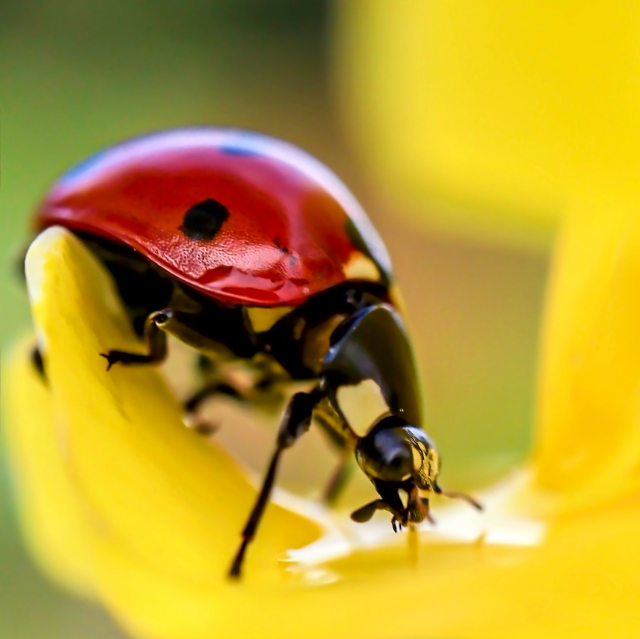 a close-up image of a ladybug on a yellow flower, an example of one of the natural methods used to control invasive pests
