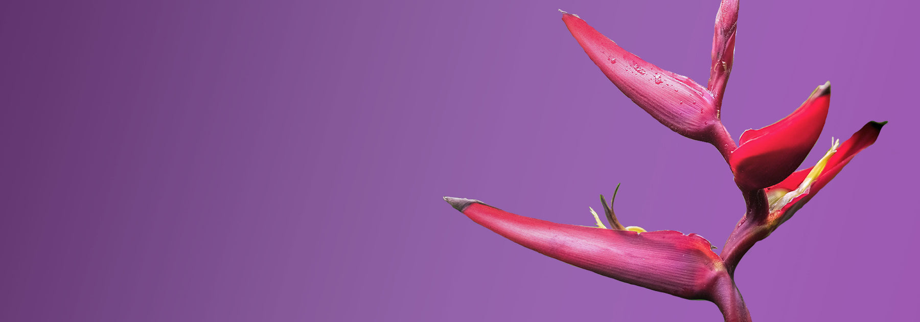 Close-up of a Heliconia Flower in front of a purple background