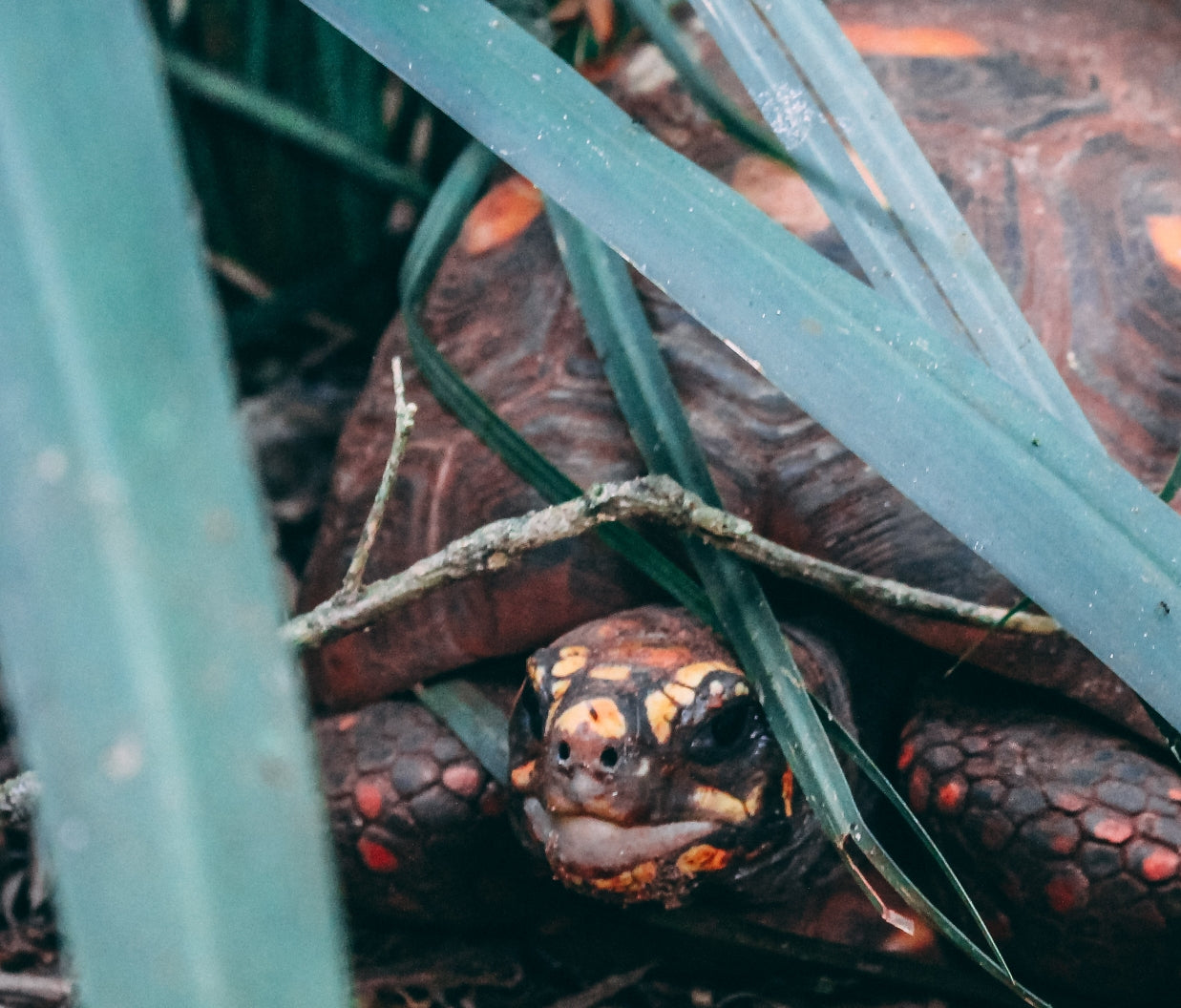 Image of a Red Foot Tortoise hiding under some foliage