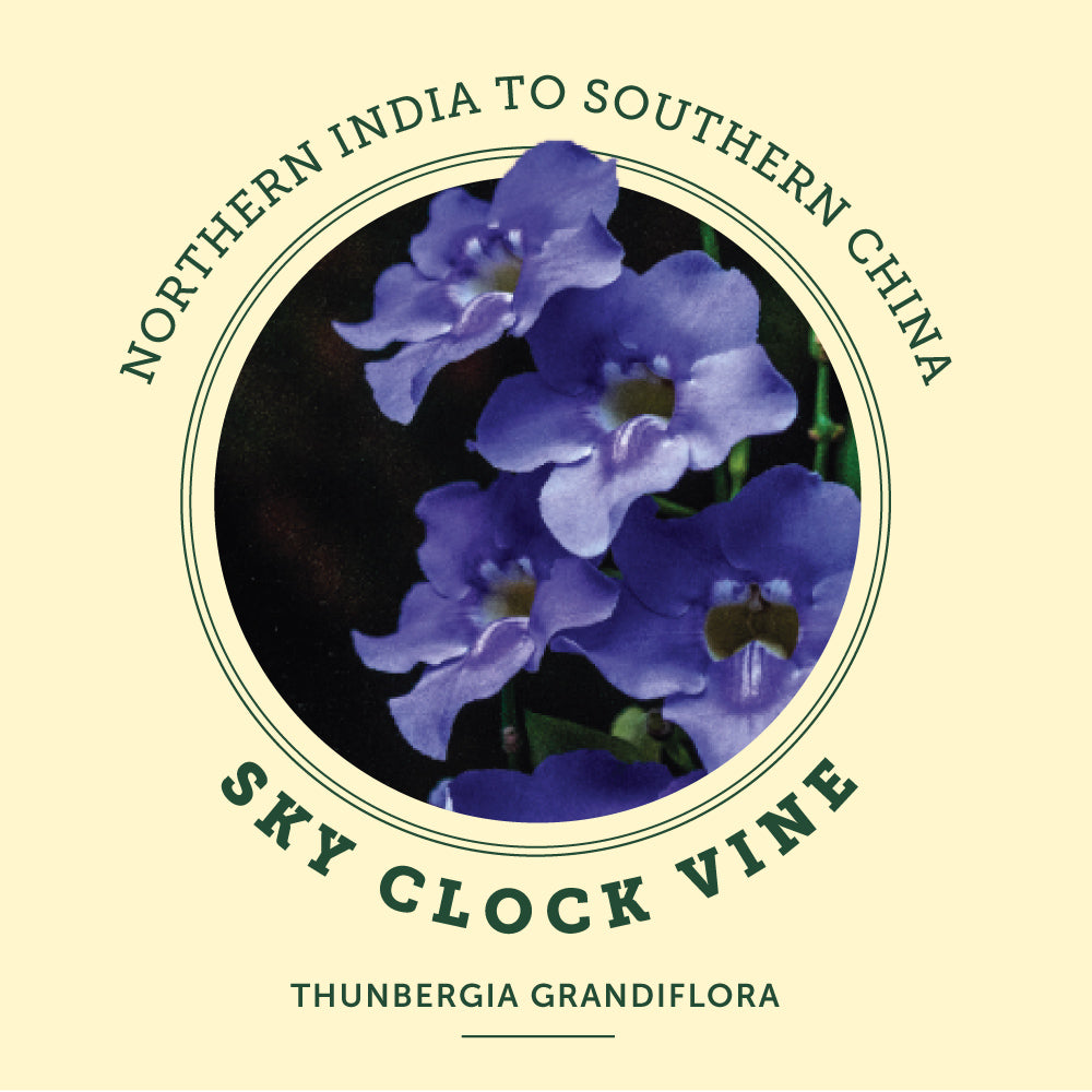 Sky Clock Vine at the Victoria Butterfly Gardens