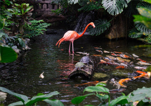 Mobile Friendly image of the Victoria Butterfly Gardens with a Flamingo standing in a pond with Koi Fish swimming around