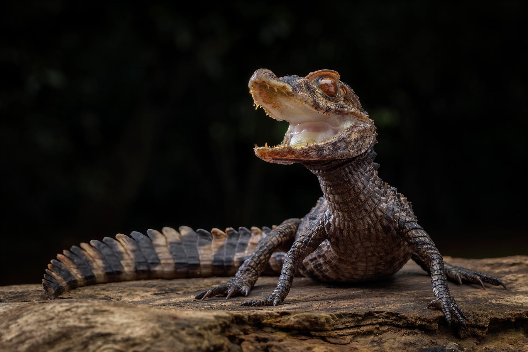 Image of a small Caiman perched on a rock. Caimans inhabit Mexico and Central and South America from marshes and swamps to mangrove rivers and lakes.