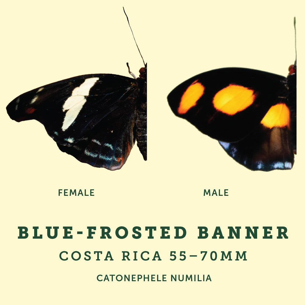 Blue Frosted Banner