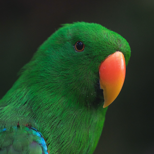 A close-up image of an Eclectus Parrot named "Little E"