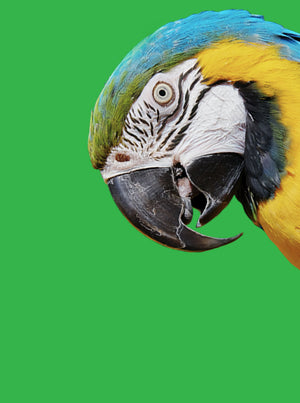 Mobile friendly image of a Gold & Blue Maccaw in front of a vibrant green background. 