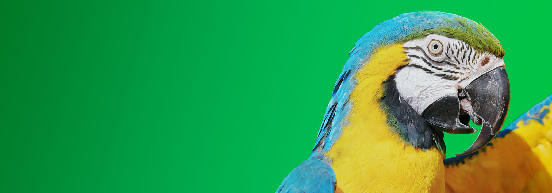 Image of a Gold & Blue Maccaw in front of a vibrant green background. 