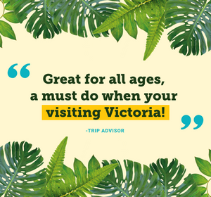 A mobile friendly testimonial quote from Trip Advisor that says "Great for all ages, a must do when you're visiting Victoria!"