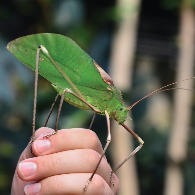 A large, green katydid insect perched on a hand