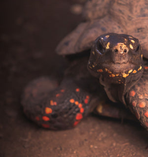 Close-up of a tortoise with red and yellow patterns on it's body. 