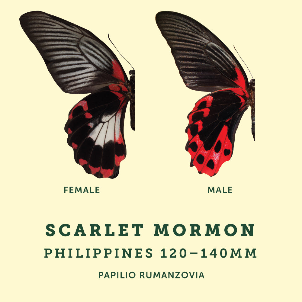 scarlet mormon butterfly