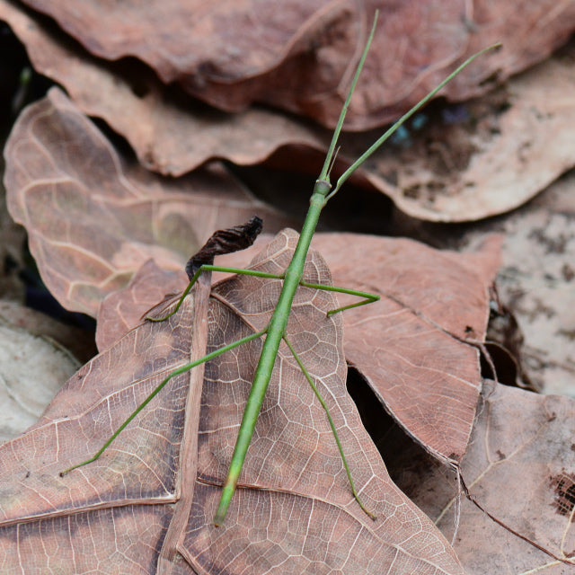 A green stick insect walking over some brown leaves
