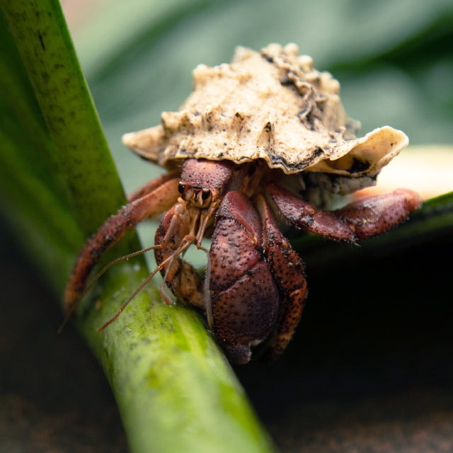 Image of a Hermit Crab crawling over a leaf