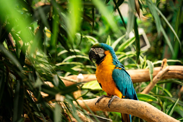 Blue & Gold Macaw