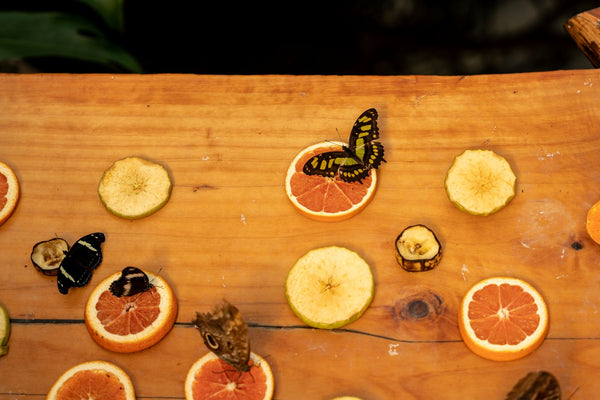 Butterfly Feeding Station