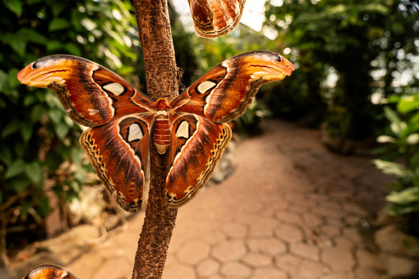 Atlas Moth (Attacus Atlas)
