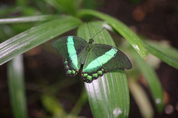 Green Moss Peacock