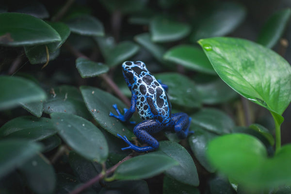 Dart Frog