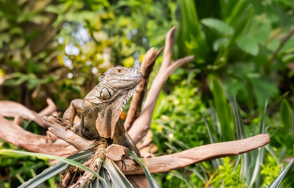 Green Iguana
