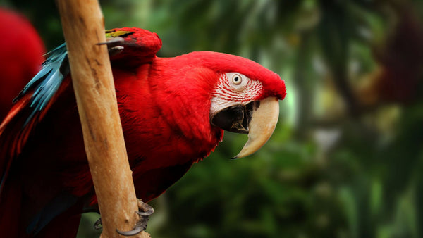Green Wing Macaw