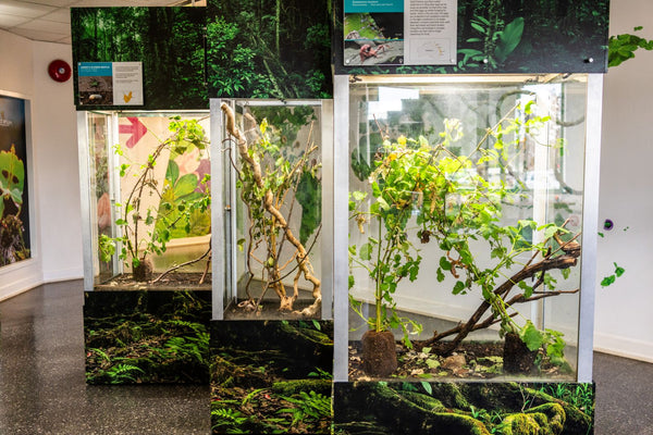Insectarium