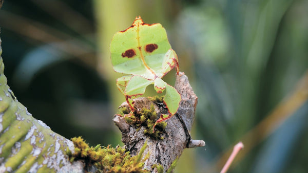 Leaf Insect