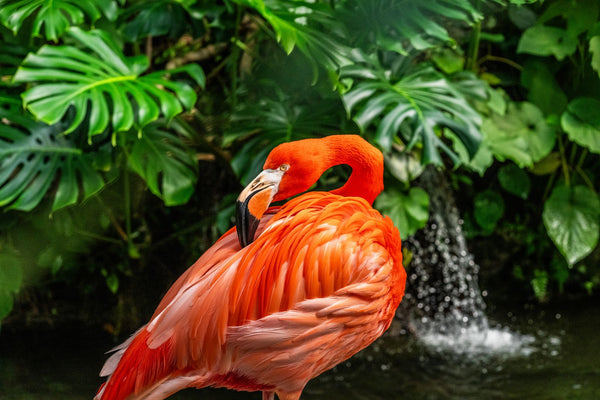 Mango the Flamingo
