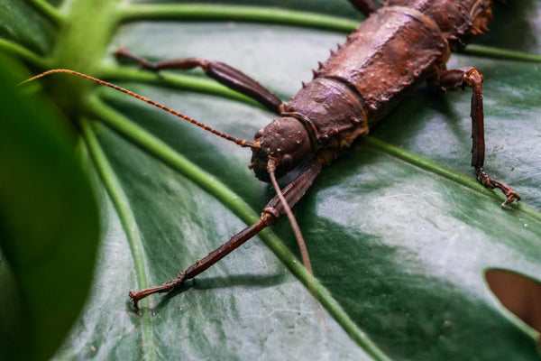 Spiny Insect