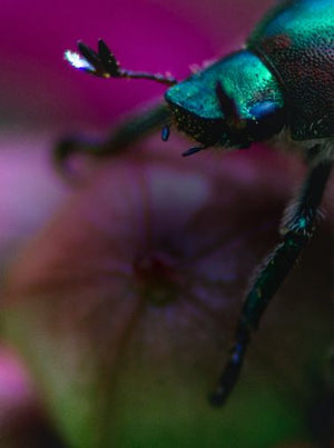 Mobile friendly image of an iridescent beetle sitting on a small pink and purple flower. 